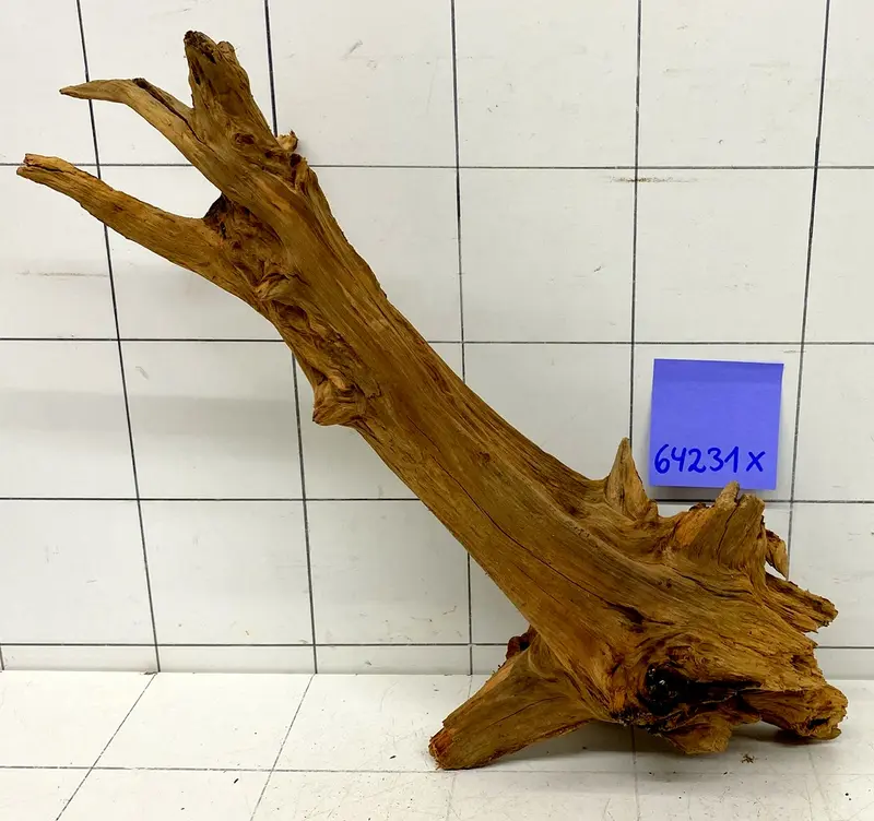 64231X - XINGU Wood Wurzelholz