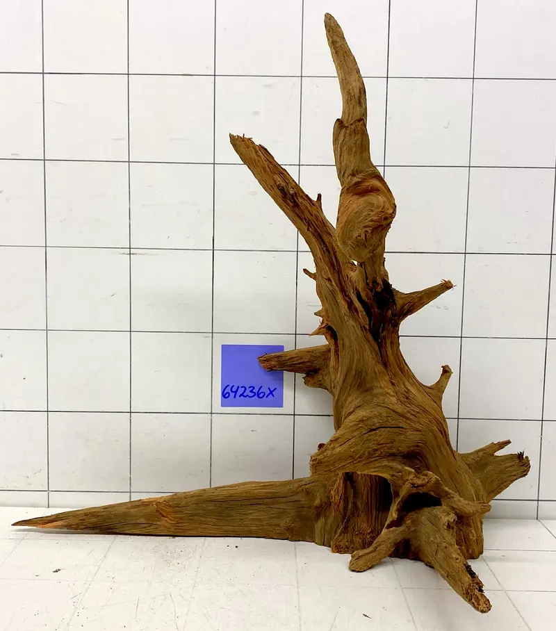 64236X - XINGU Wood Wurzelholz mit geschnittener Grundfläche