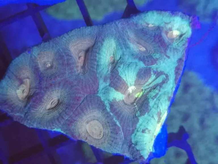 Acanthastrea Echinata - Igelkoralle