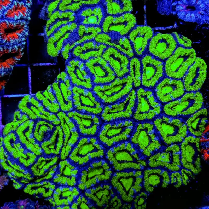 Acanthastrea Lordhowensis Grün