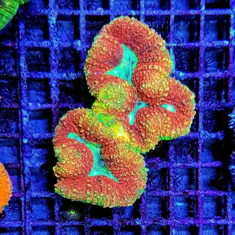Acanthastrea pachysepta - Zweifarbig Premium