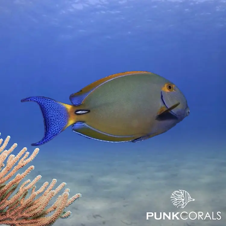 Acanthurus bariene Augenfleck-Doktorfisch