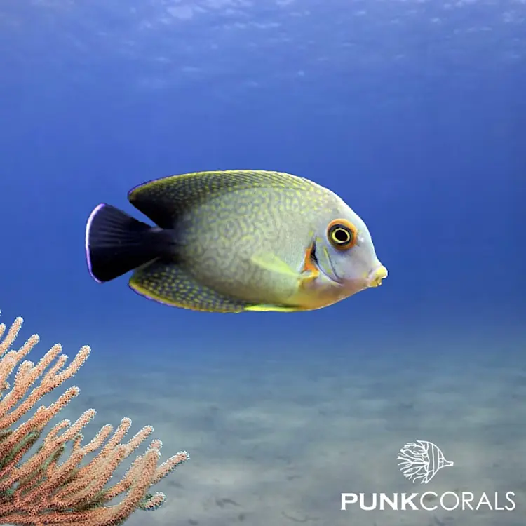 Acanthurus chronixis Mimikry-Doktorfisch