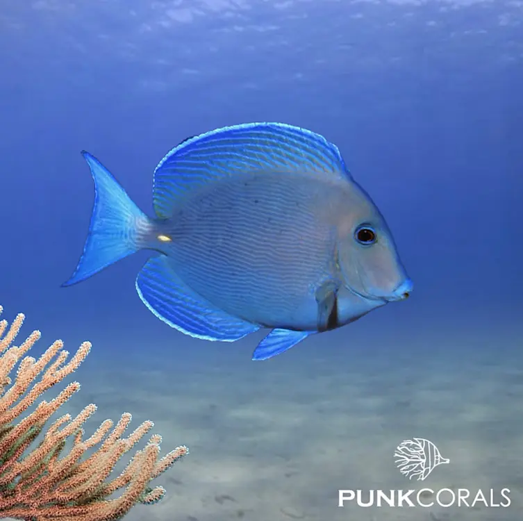 Acanthurus coeruleus Blauer Doktorfisch