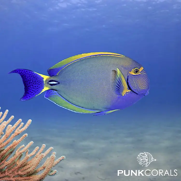 Acanthurus dussumieri Dussumiers Doktorfisch