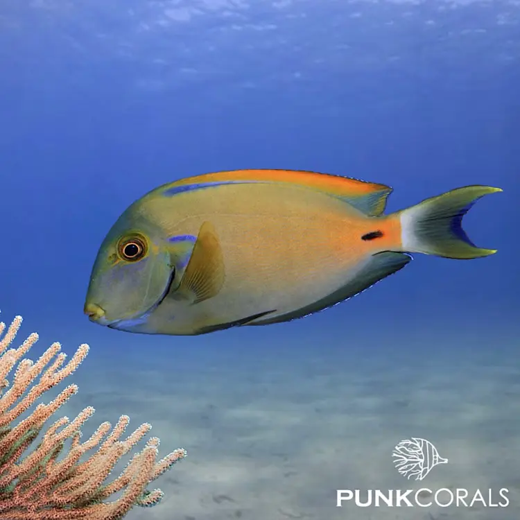 Acanthurus fowleri Hufeisen-Doktorfisch