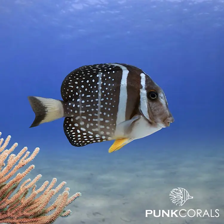 Acanthurus guttatus Brandungs-Doktorfisch