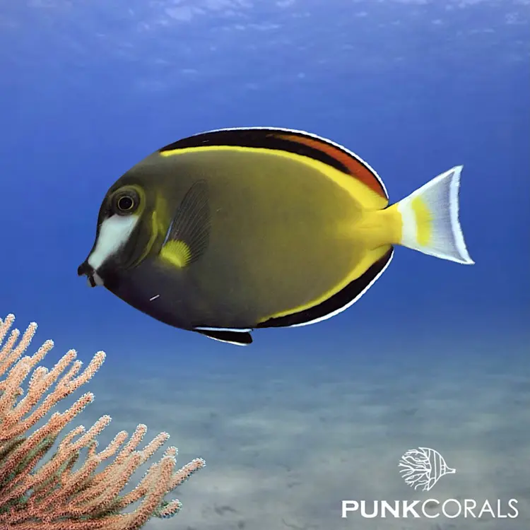 Acanthurus japonicus Philippinen-Doktorfisch