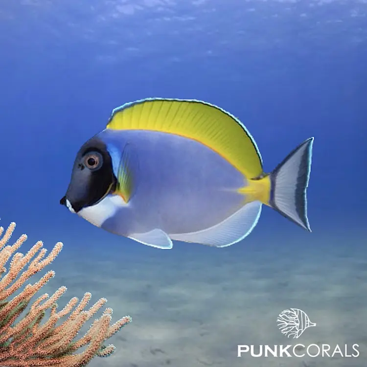 Acanthurus leucosternon Weißkehl-Doktorfisch