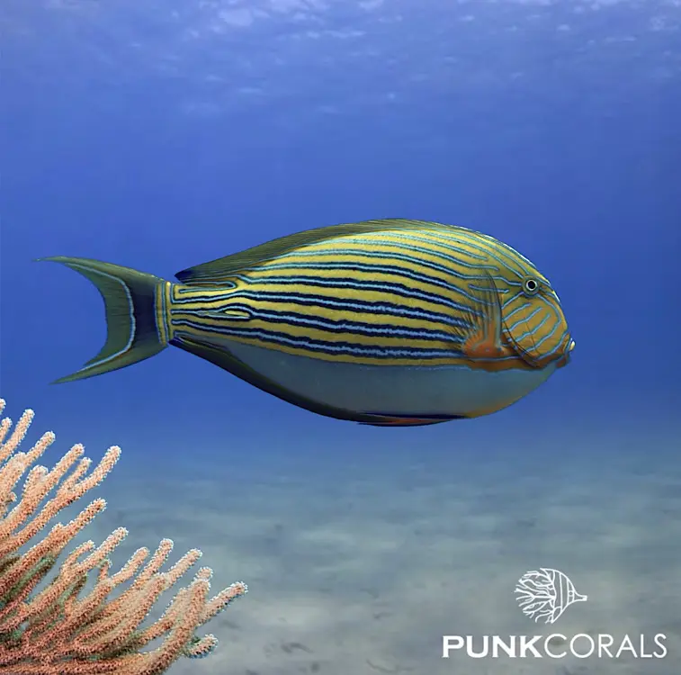 Acanthurus lineatus Blaustreifen-Doktorfisch