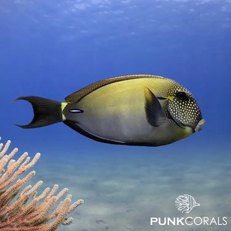 Acanthurus maculiceps Punktgesicht-Doktorfisch
