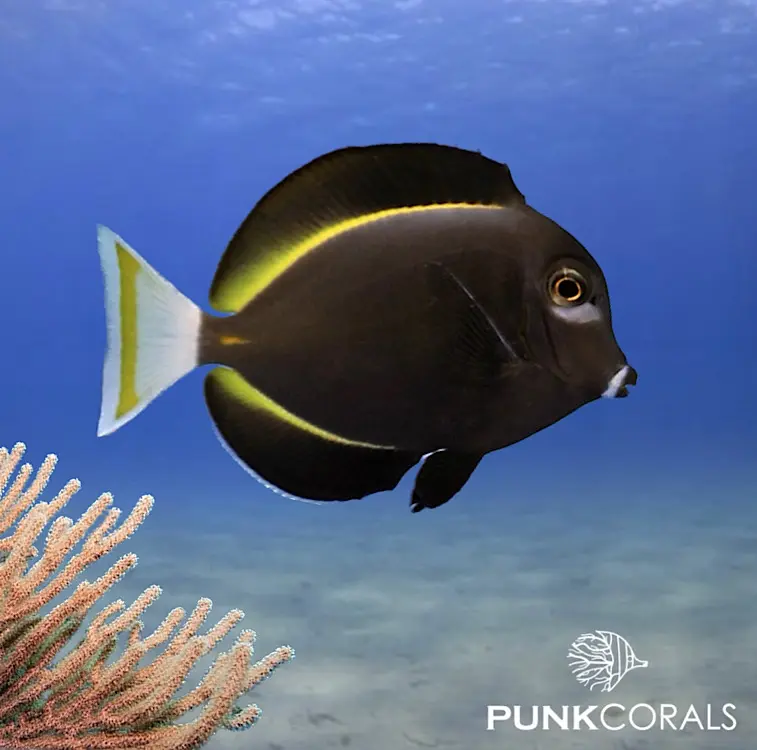 Acanthurus nigricans Samt-Doktorfisch