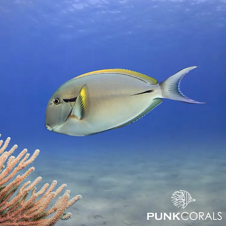 Acanthurus nigricauda Achselklappen-Doktorfisch
