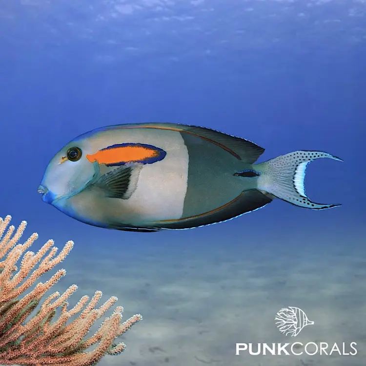 Acanthurus olivaceus Orangefleck-Doktorfisch