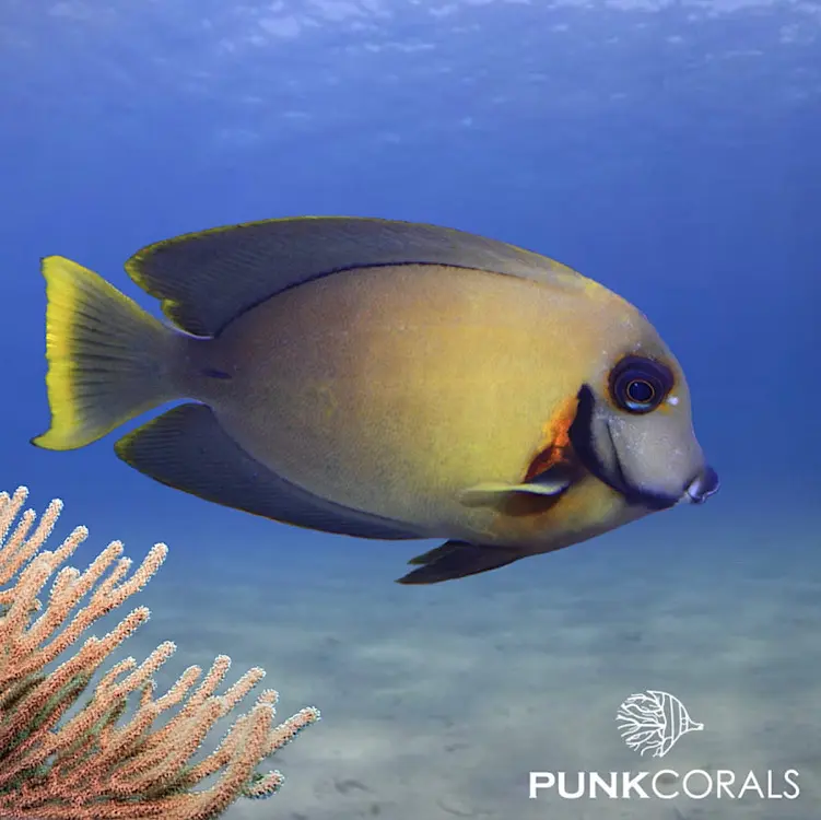 Acanthurus pyroferus Pazifik-Mimikry-Doktorfisch