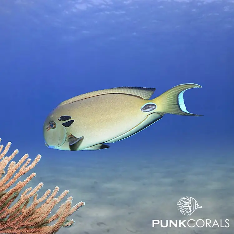 Acanthurus tennentii Kreisdorn-Doktorfisch