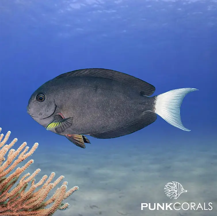 Acanthurus thompsoni Weißschwanz-Doktorfisch