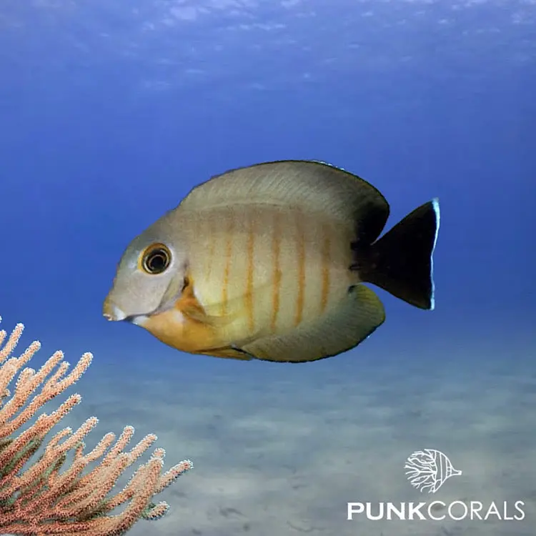 Acanthurus tristis Indik-Mimikry-Doktorfisch