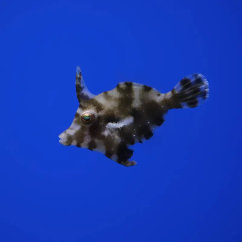 Acreichthys tomentosus Tangfeilenfisch