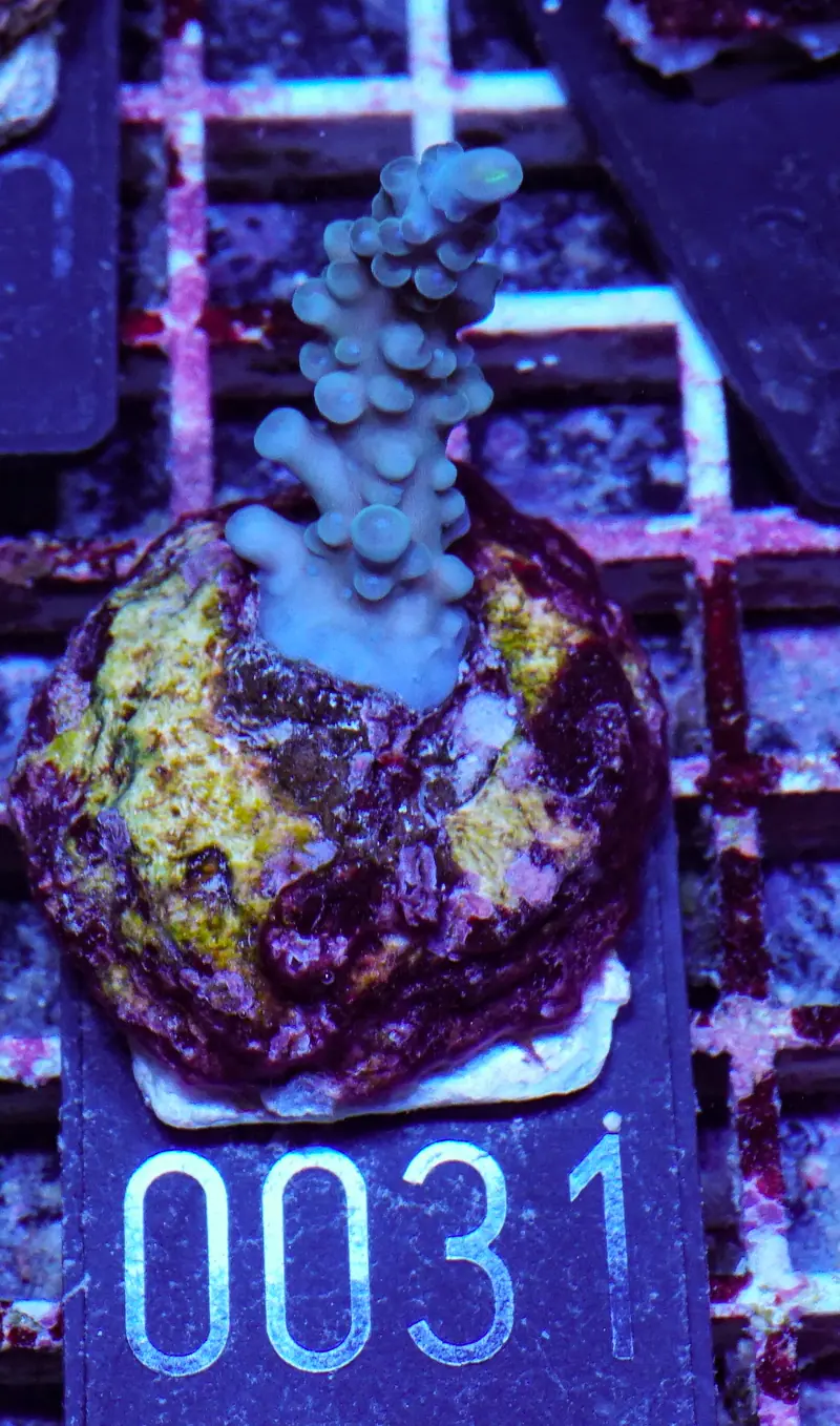Acropora caduus "hellblau"
