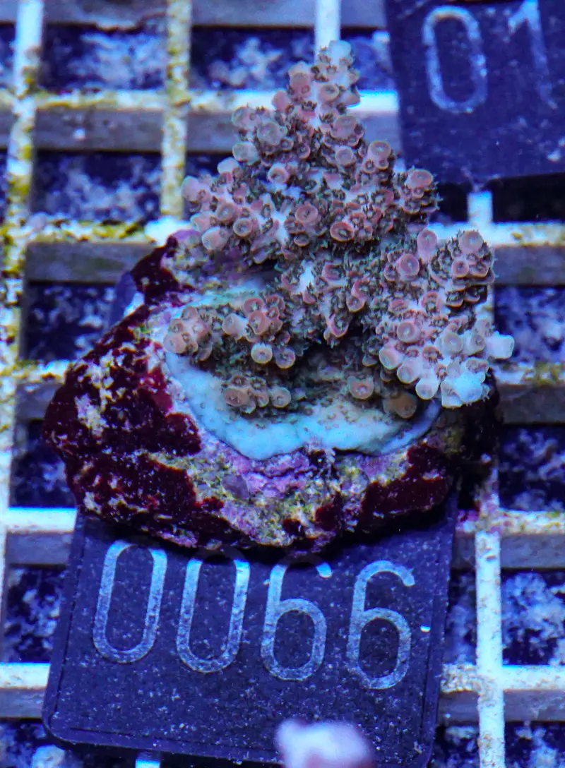 Acropora cytherea „pink tips“