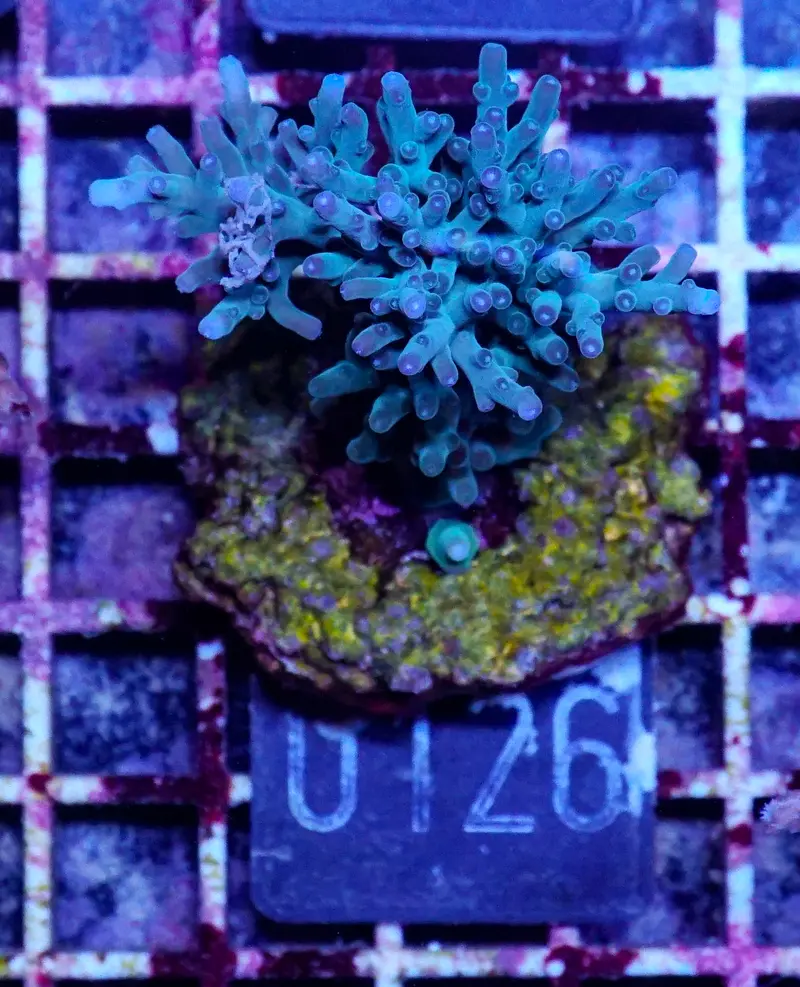 Acropora echinata
