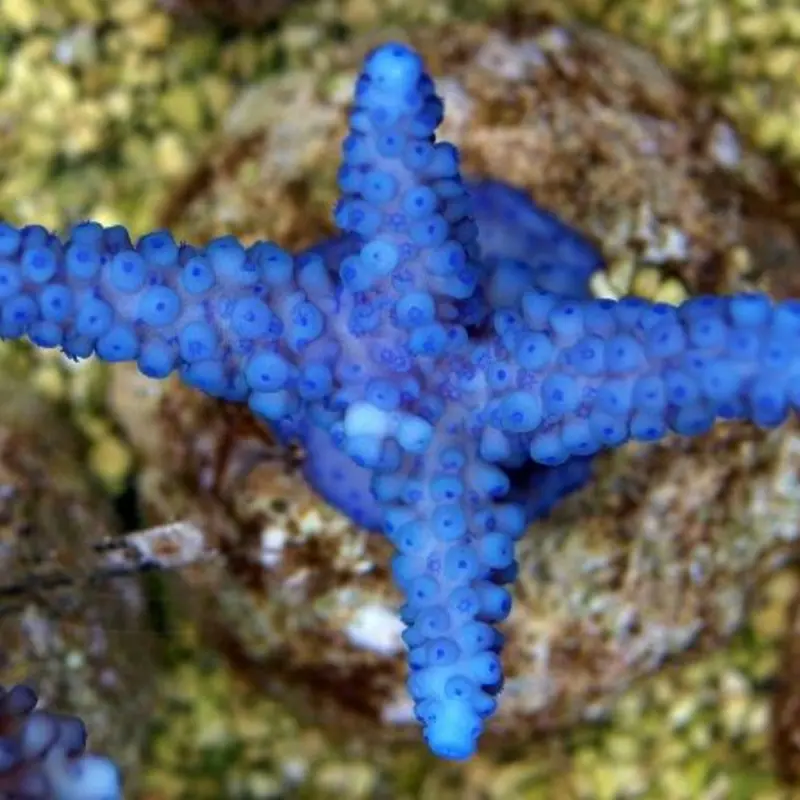 Acropora gomezi