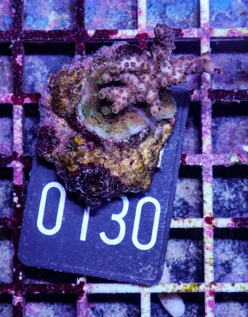 Acropora hyacinthus "pink lady"