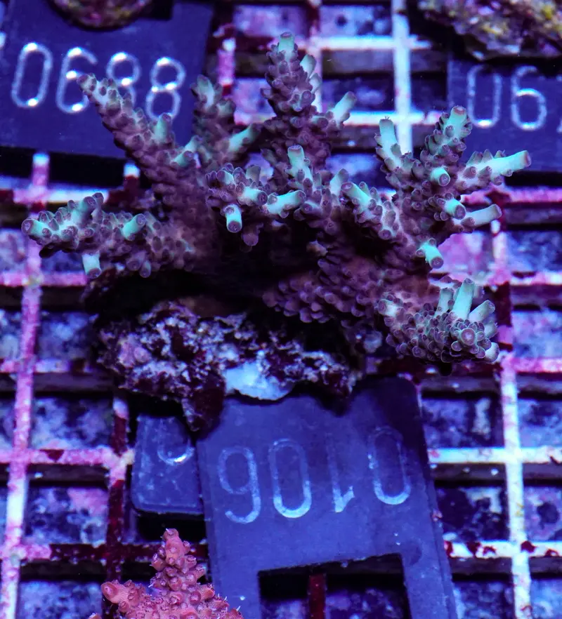 Acropora massawensis „false strawberry-shortcake"