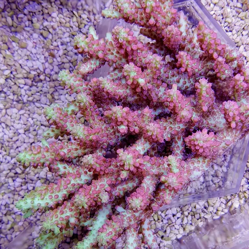 Acropora microlados - Strawberry Shortcake