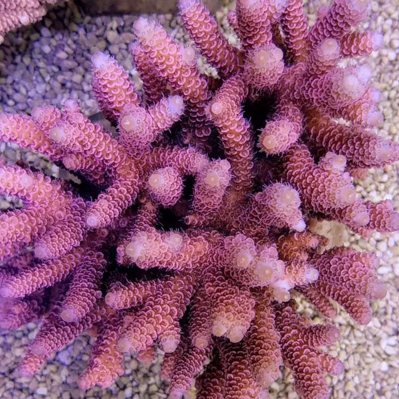 Acropora millepora rot/pink
