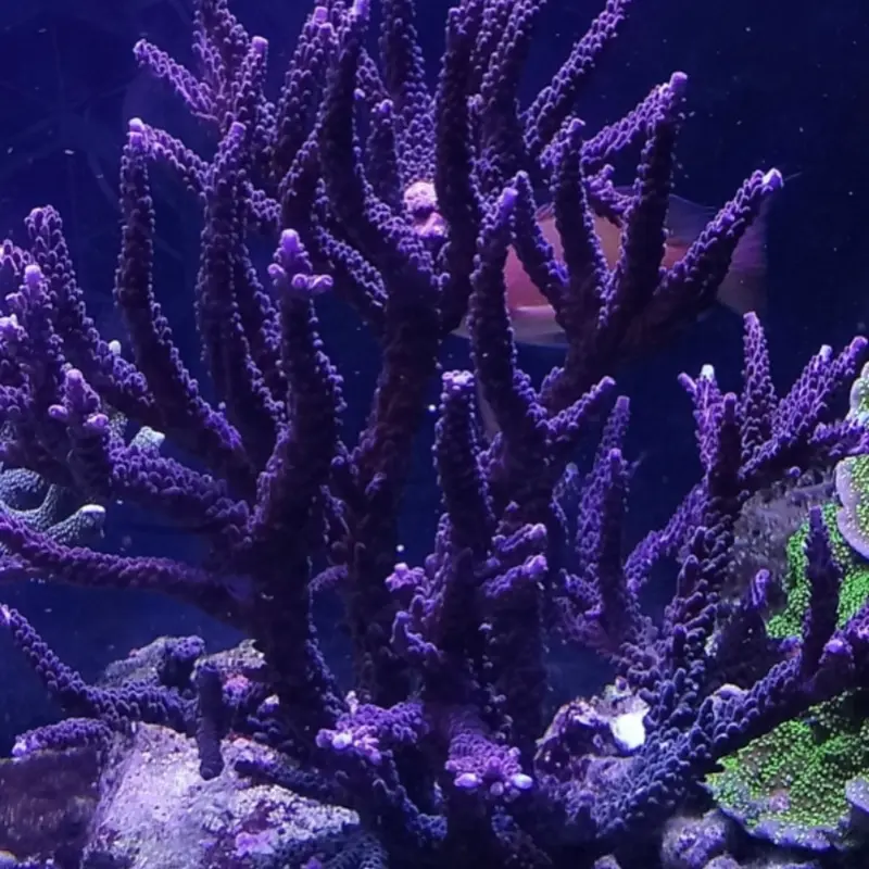 Acropora parilis