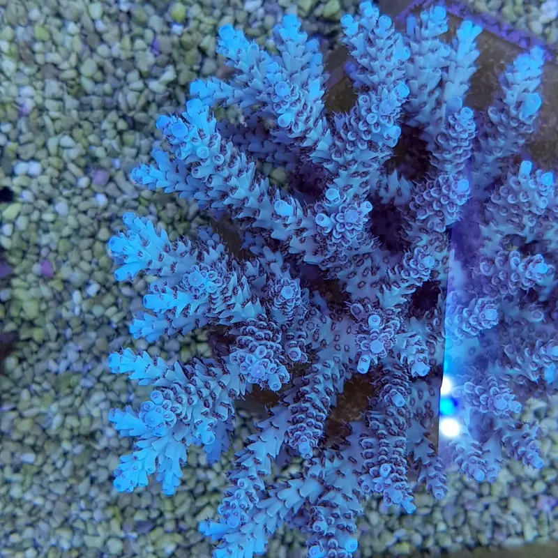 Acropora selago