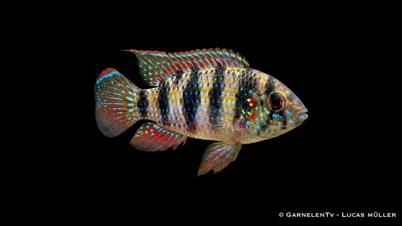 Afrik. Schmetterlingsbuntbarsch - Anomalochromis thomasi