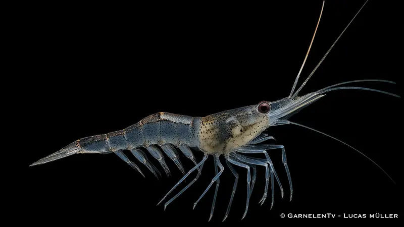 Afrikanische Schwebegarnele - Desmocaris trispinosa