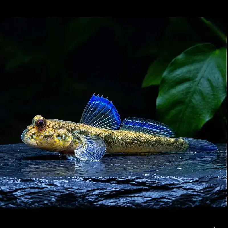 Afrikanischer Schlammspringer – Periophthalmus barbarus