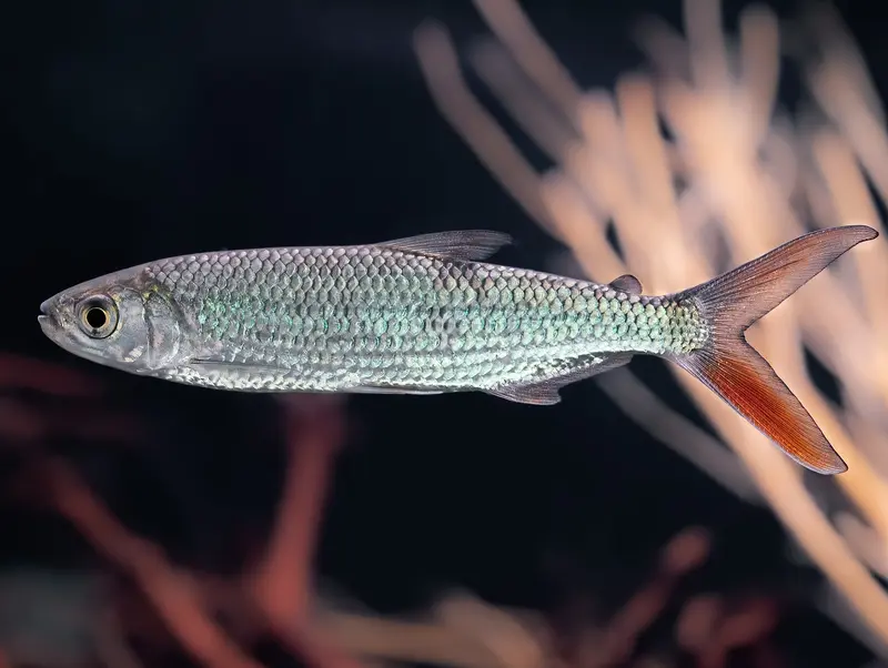 Afrikanischer Silberfisch