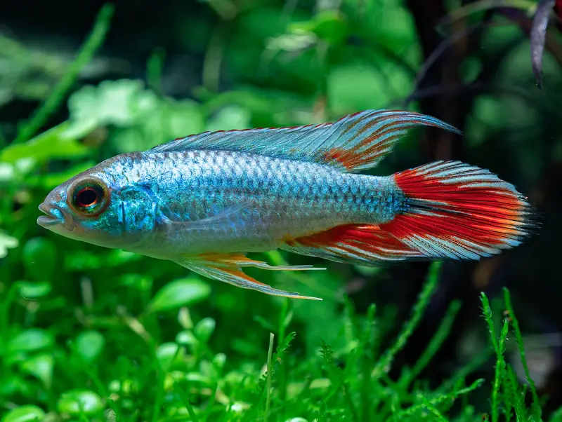 Agassiz' Zwergbuntbarsch 'Alemare Red Tail'