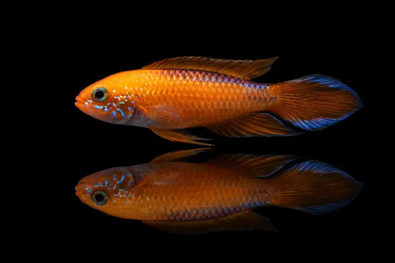 Agassiz’ Zwergbuntbarsch 'fire red'