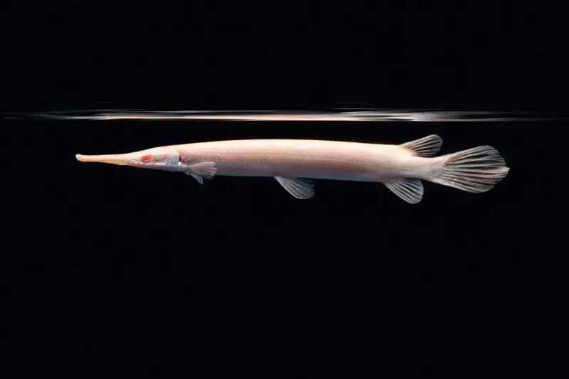 Albino Florida-Gar