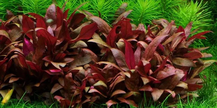 Alternanthera reineckii 'Mini' - In vitro cup