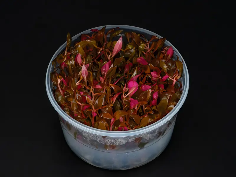 Alternanthera reineckii 'Mini'