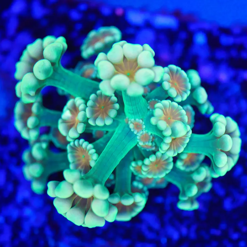 Alveopora bi-color RARE