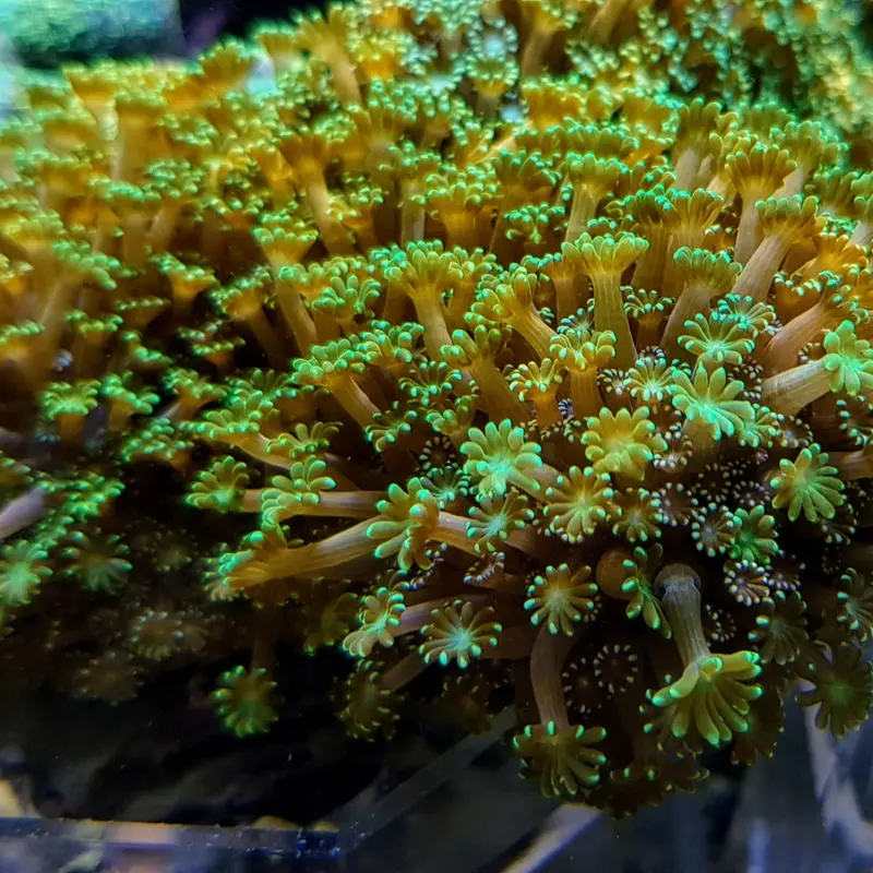 Alveopora Grün
