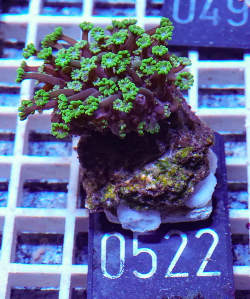 Alveopora sp. "grün"