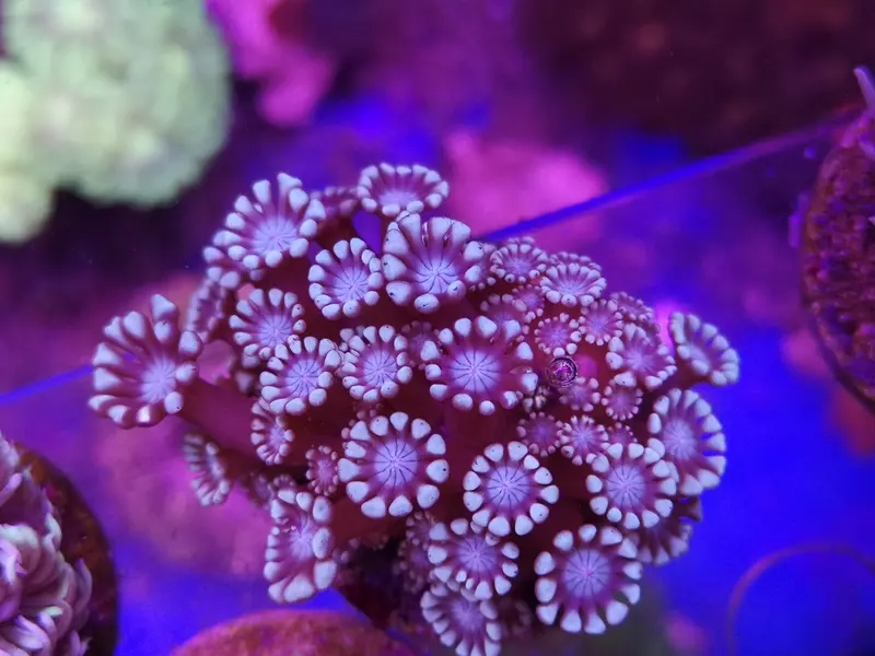 Alveopora sp. – Silberne Alveopora