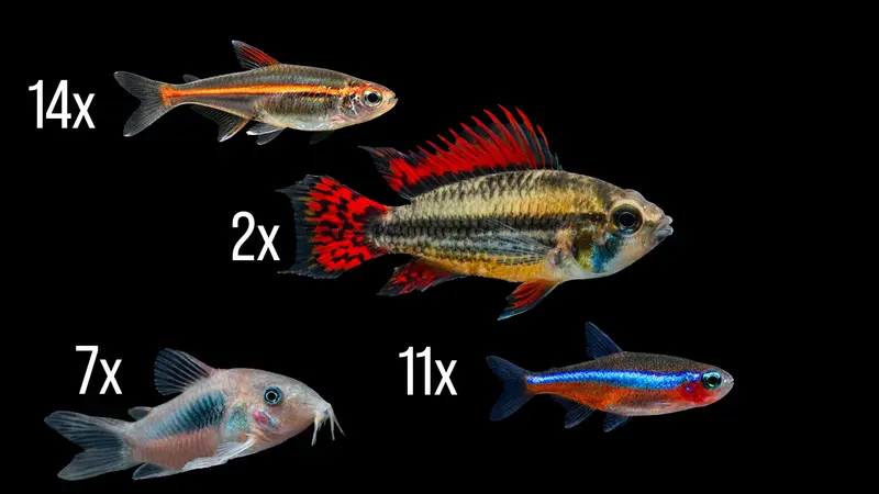 Amazonas Zierfisch - Set für 100 Liter