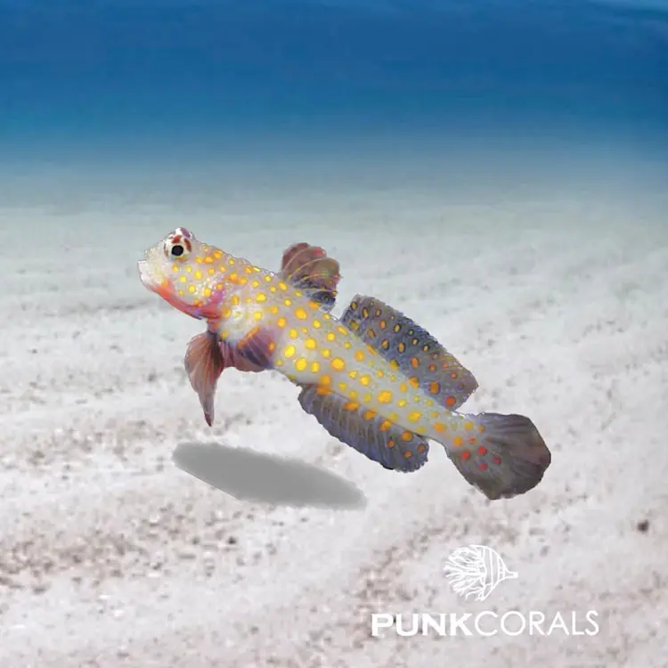 Amblyeleotris guttata Rußbauch-Wächtergrundel