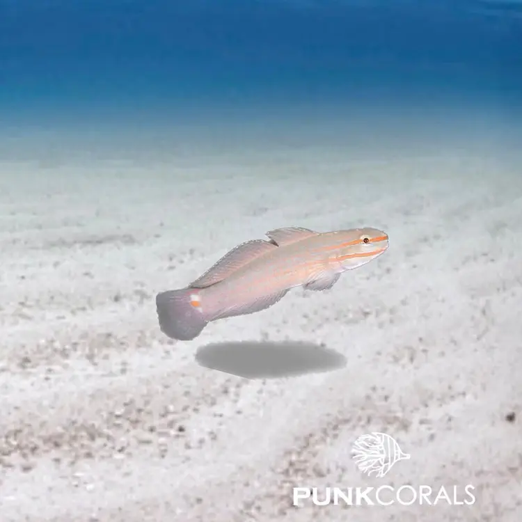 Amblygobius decussatus Orangestreifen-Grundel
