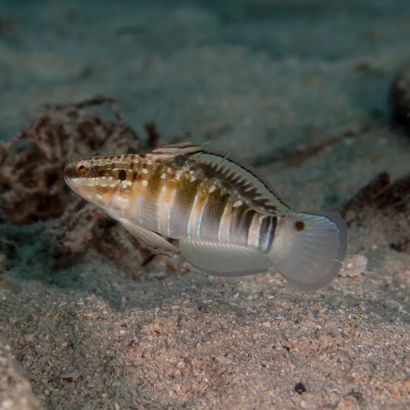 Amblygobius phalaena - Bagger Grundel